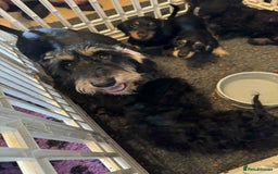 Mixed Breed dogs for sale: cross mini dachshund - Image 6
