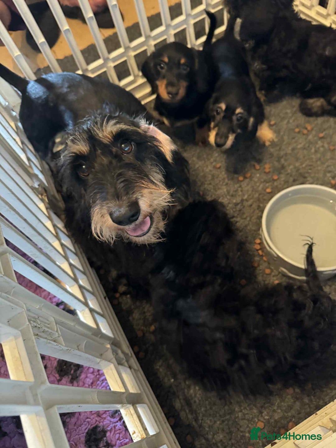 Mixed Breed dogs for sale: cross mini dachshund - Image 6