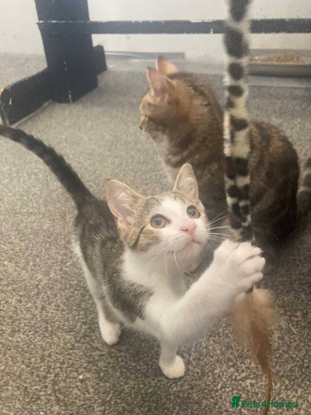 European cats for sale: 2 Adorable Kittens ready for their forever homes  - Image 2