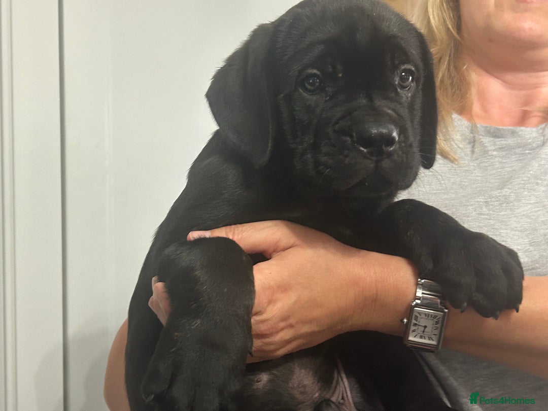 Cane Corso dogs for sale: Full Cane Corso, 1 Black Male remaining  in Newark - Image 26