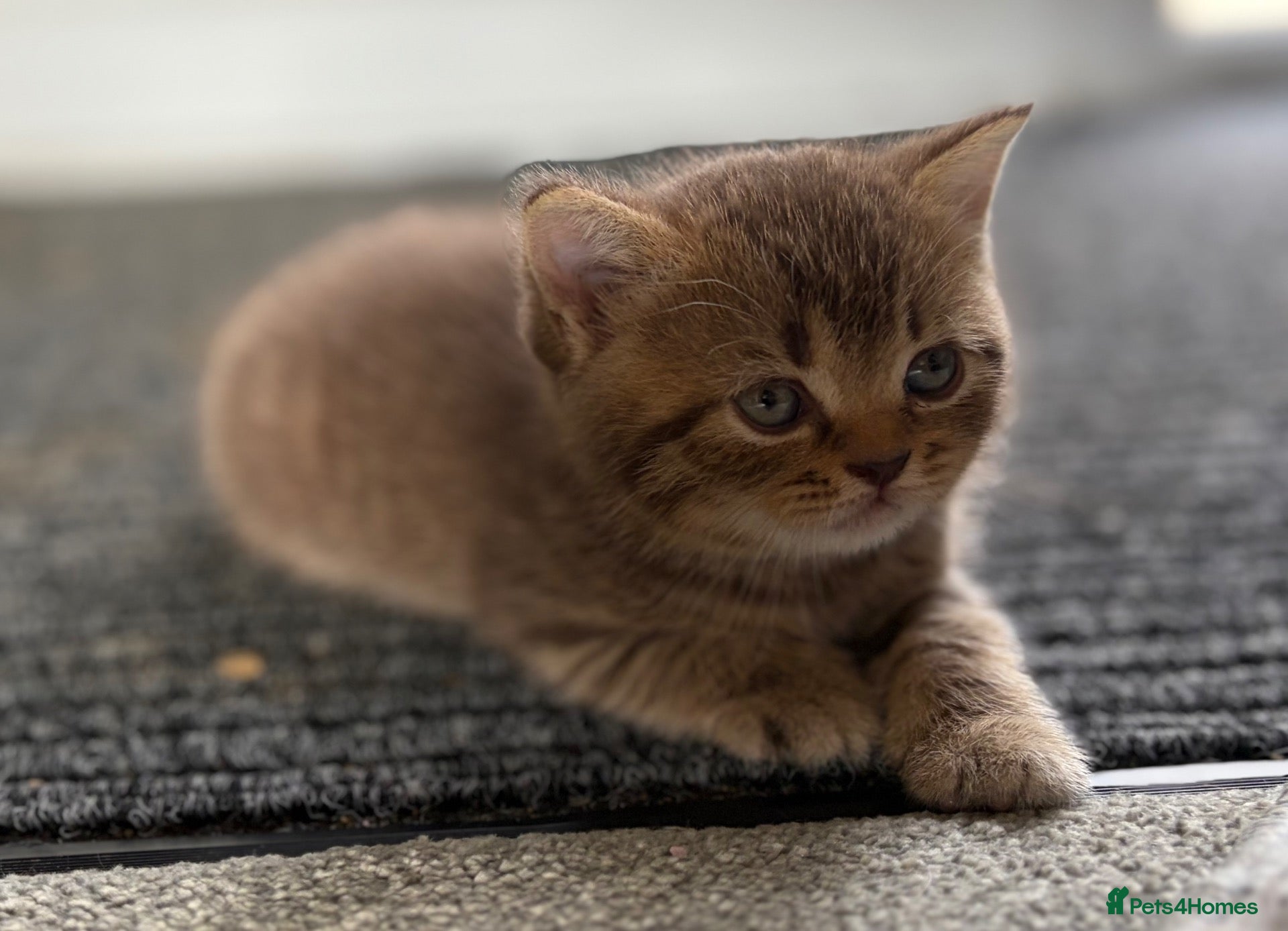 British Shorthair cats 1 Rare Chocolate brown tabby boy left.   - Advert 11