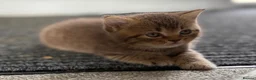 British Shorthair cats for sale: Stunning British shorthair kitten  - Advert 9