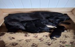 Labrador Retriever dogs for sale: Gorgeous FTCH bred Labrador pups - Image 5