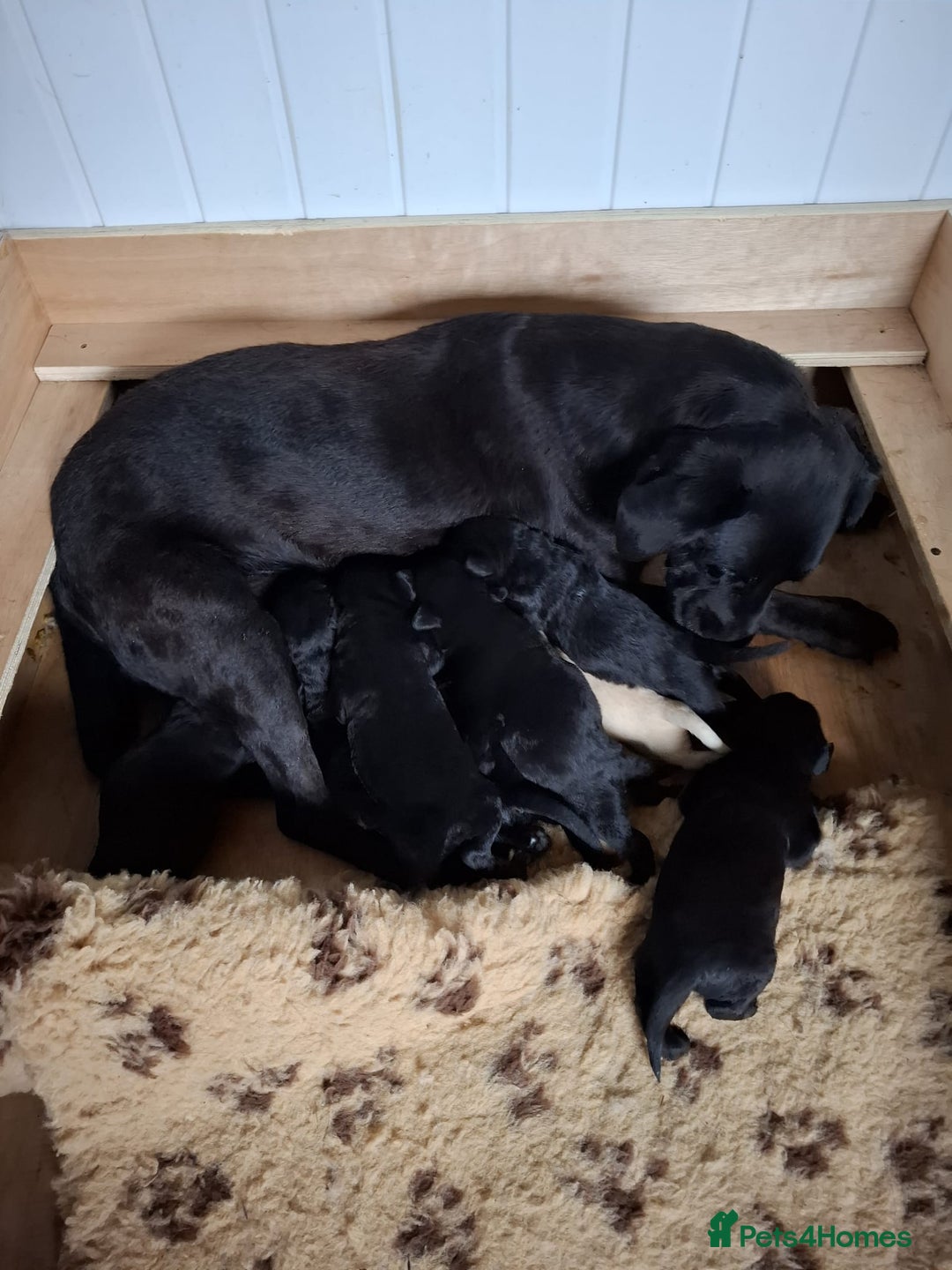 Labrador Retriever dogs for sale: Gorgeous FTCH bred Labrador pups - Image 5