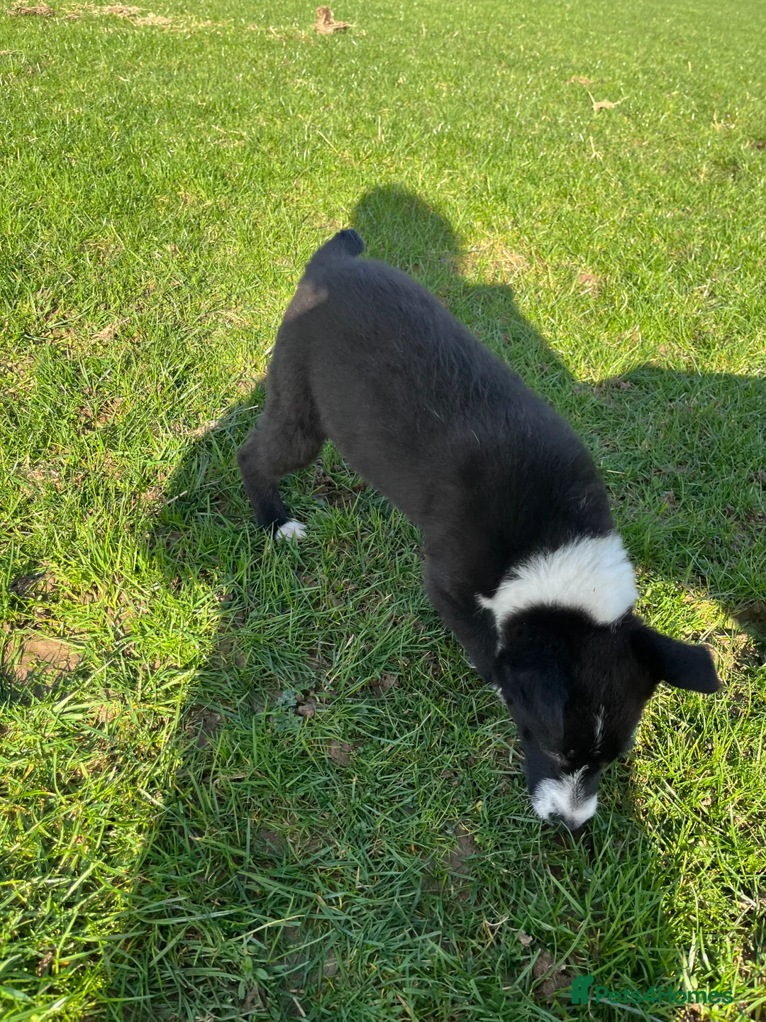 Mixed Breed dogs for sale: One beautiful Beardie x Collie  - Advert 18