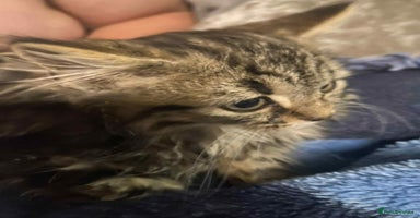 Mixed Breed cats - Advert 13