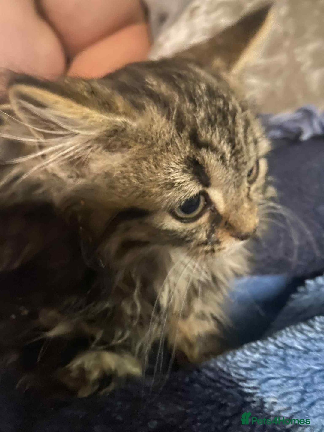 Mixed Breed cats for sale: Beautiful rag doll cross kittens - Image 3