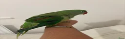 Parrots birds for sale: Female Alexandrian  - Advert 2
