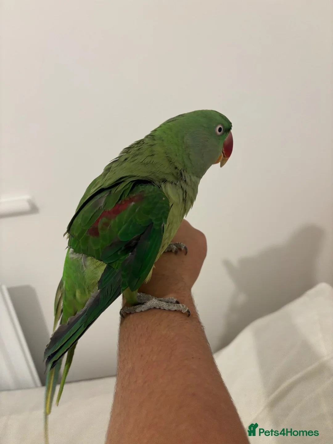 Parrots birds for sale: Female Alexandrian  - Advert 2