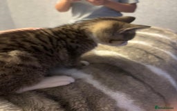 American Shorthair cats for sale: Gorgeous girls looking for new home🏡 - Image 4