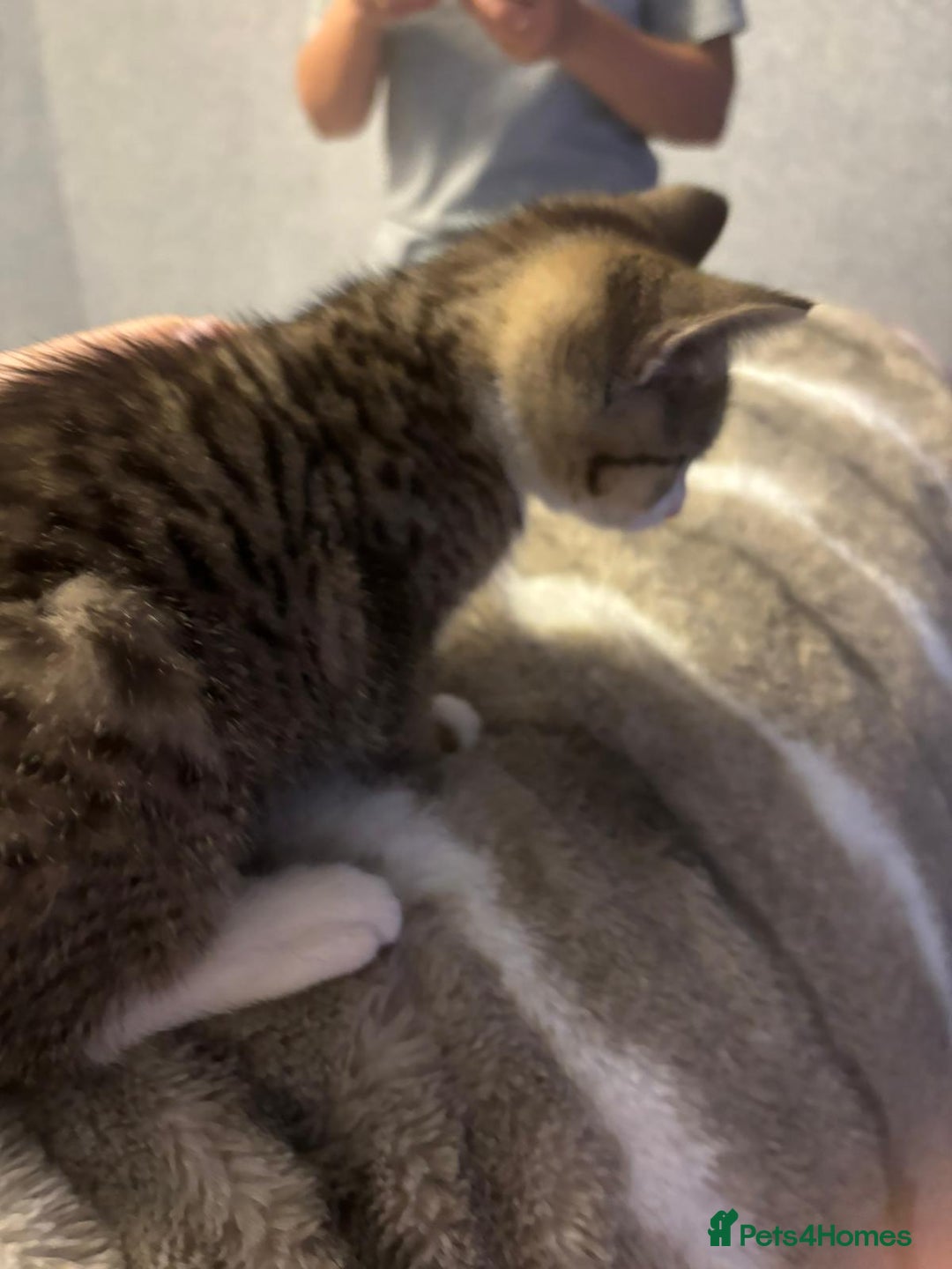 American Shorthair cats for sale: Gorgeous girls looking for new home🏡 - Image 4