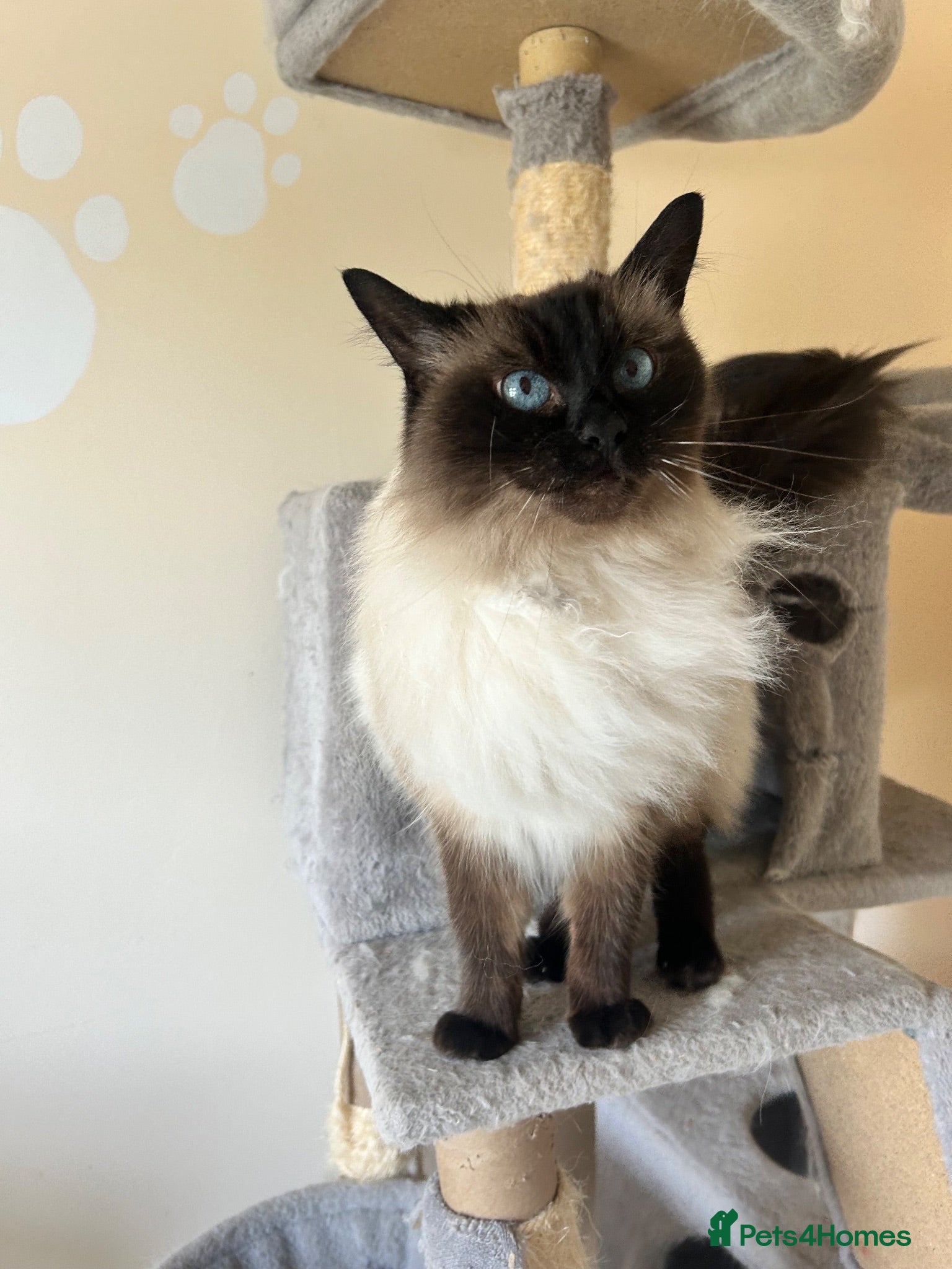 Ragdoll cats Female Ragdoll - Advert 2
