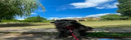 Mixed Breed dogs for adoption: Meet amazing MOOSE!!  - Advert 4