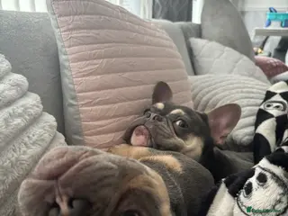 French Bulldog dogs Male and female French bulldog - Advert 17