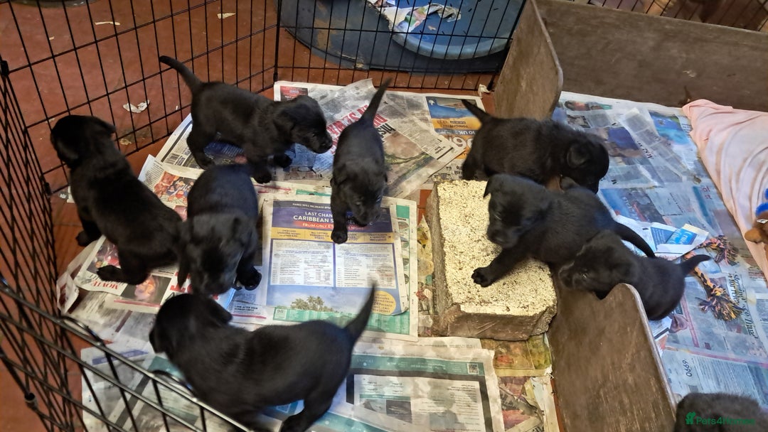 Labrador Retriever dogs for sale: Black working labrador puppies - Image 2