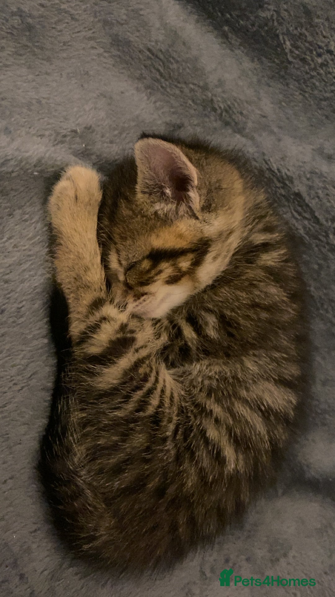 Mixed Breed cats for sale: Mixed breed Bengal and Norwegian forest cat  - Advert 3