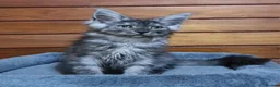 Maine Coon cats for sale: Pedigree Maine Coon Kittens for sale  - Advert 28