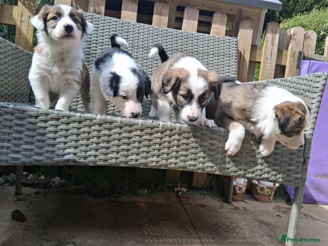 Border Collie dogs for sale: I have 1 female and 1 male collie puppies left  - Advert 6