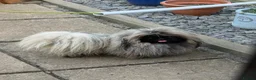 Pekingese dogs for stud: Kc Pekingnese male for stud only  - Advert 3