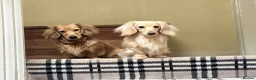 Miniature Dachshund dogs for stud: ee Cream Long coat Miniature Dachshund for Stud - Advert 2