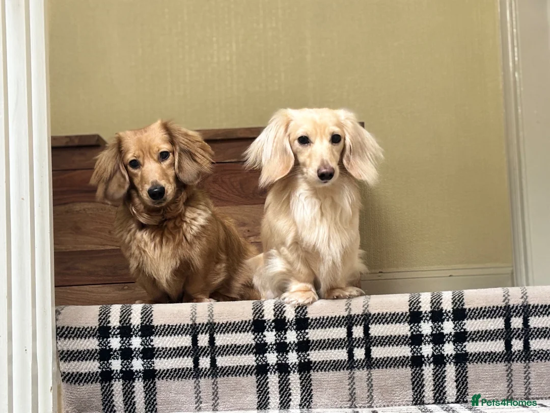 Miniature Dachshund dogs for stud: ee Cream Long coat Miniature Dachshund for Stud - Advert 2