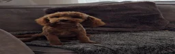 Cavapoo dogs for sale: Red cavapoo female  - Advert 3