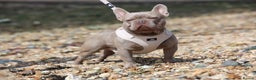 French Bulldog dogs for stud: FOR SALE- OZZY- Isabella carrying cocoa and cream! in Southampton - Advert 3