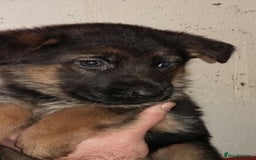 German Shepherd dogs for sale: Beautiful puppies  - Advert 2