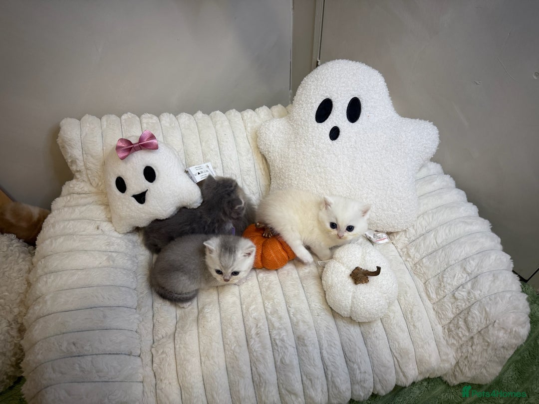 British Shorthair cats for sale: Affectionate lap cats health tested parents  - Image 9