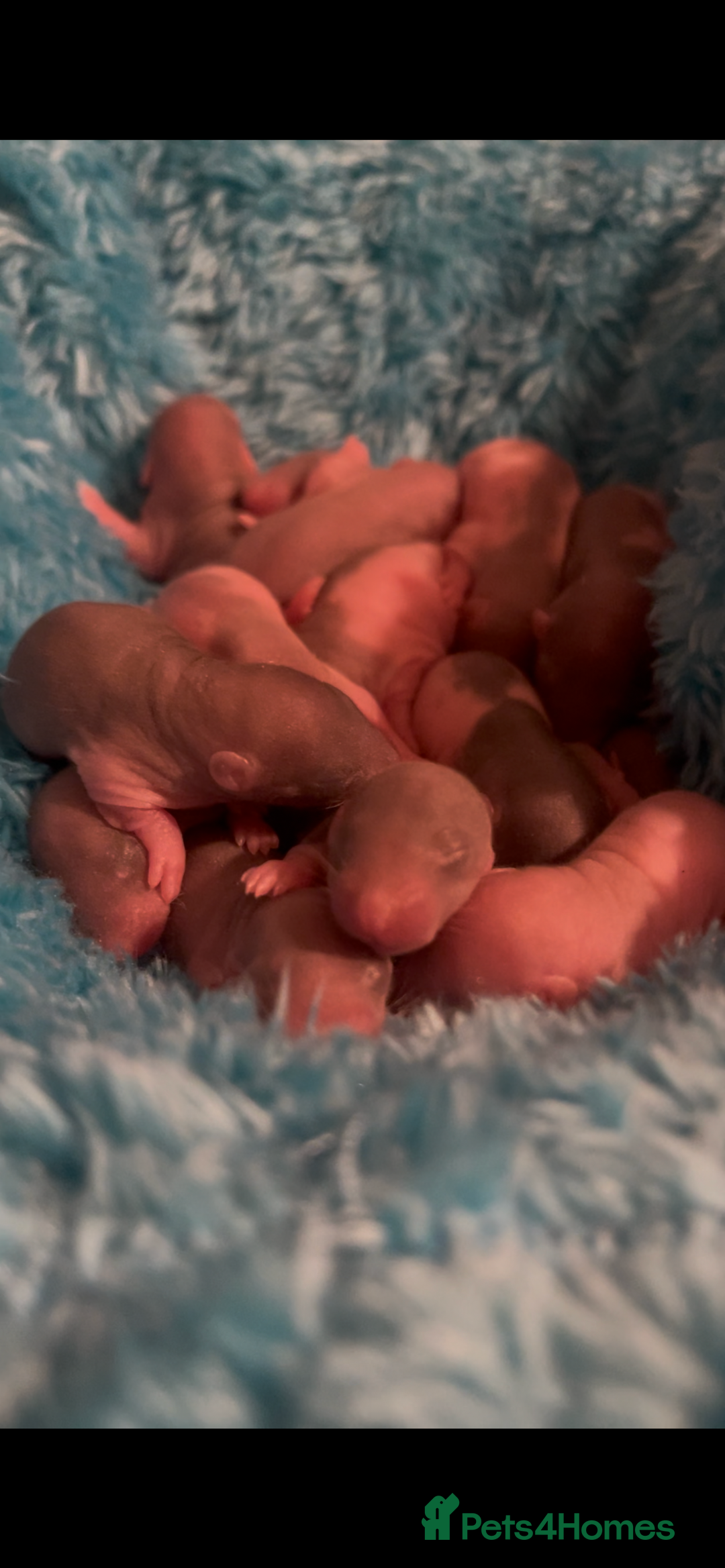 Rat rodents for sale: Baby rats looking for 5*homes only  - Advert 26