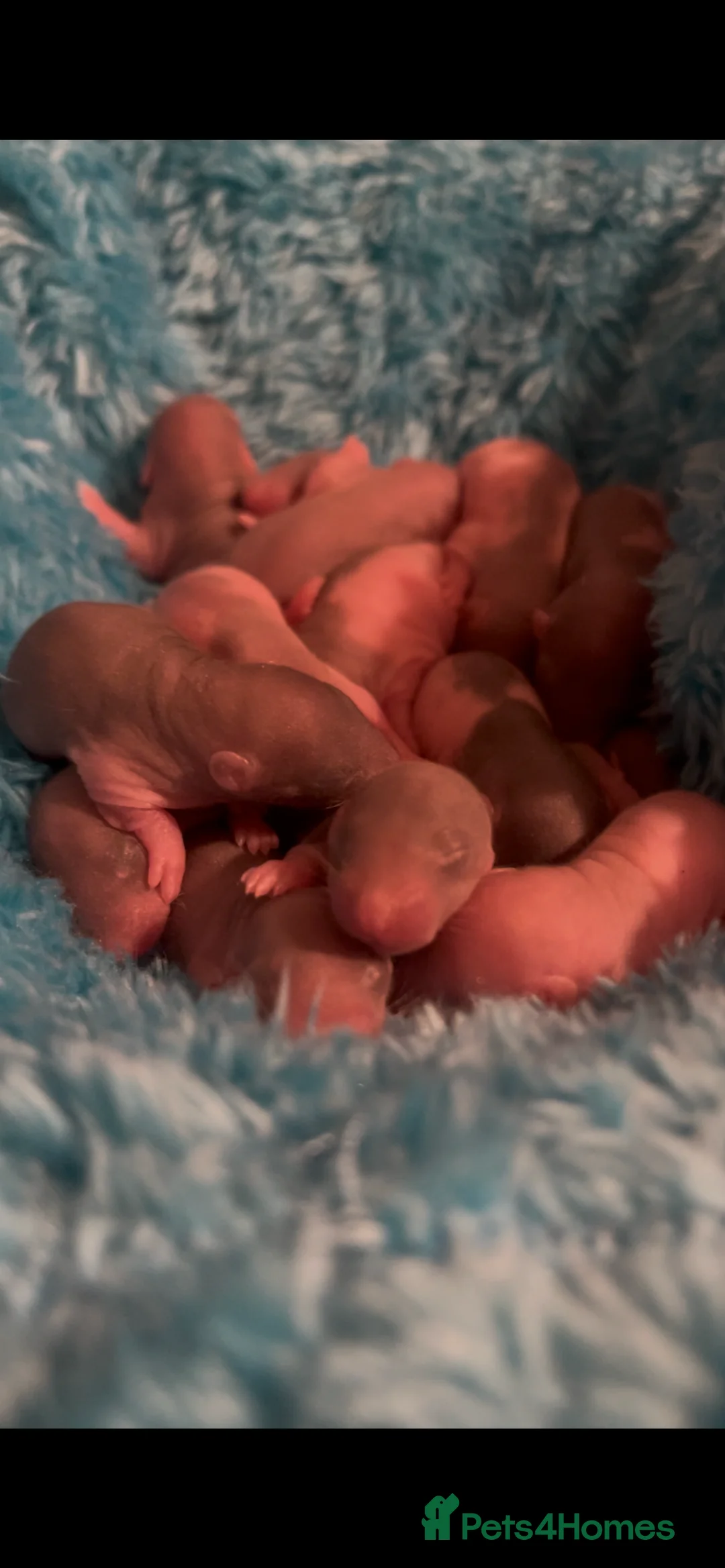 Rat rodents for sale: Baby rats looking for 5*homes only  - Advert 32