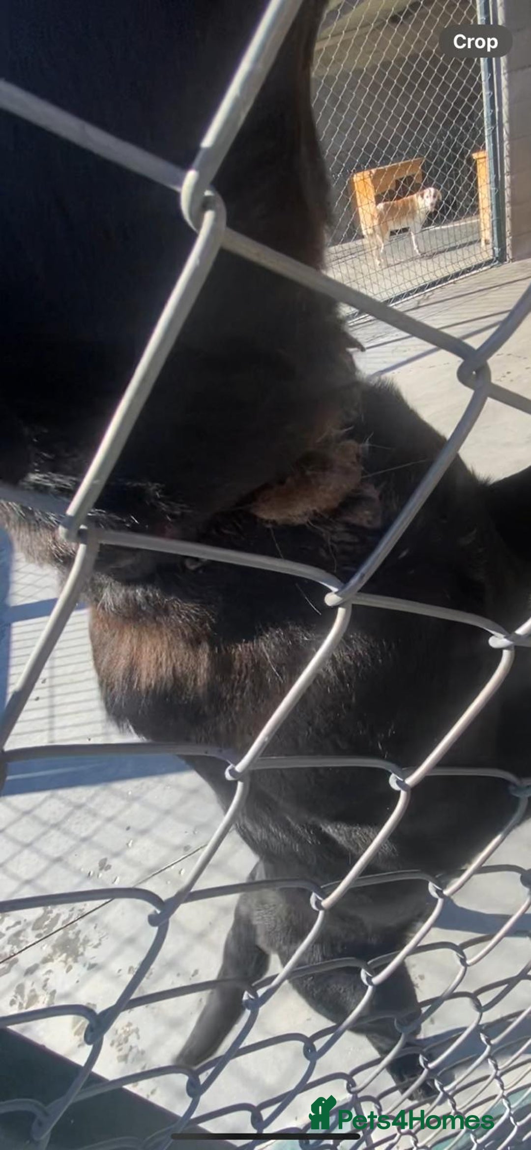 Mixed Breed dogs for adoption: Nyx, 1 yr old approx. Available for adoption. - Advert 7