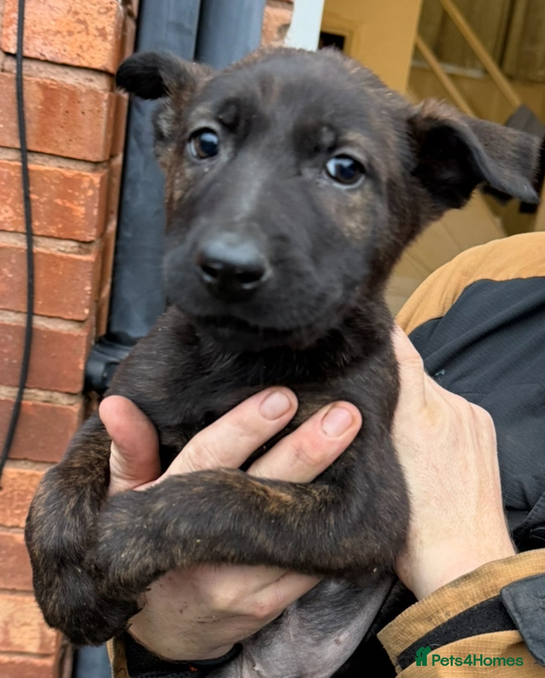 Belgian Shepherd Dog dogs for stud: Dutch herder shepherd for stud in Kidderminster - Advert 9