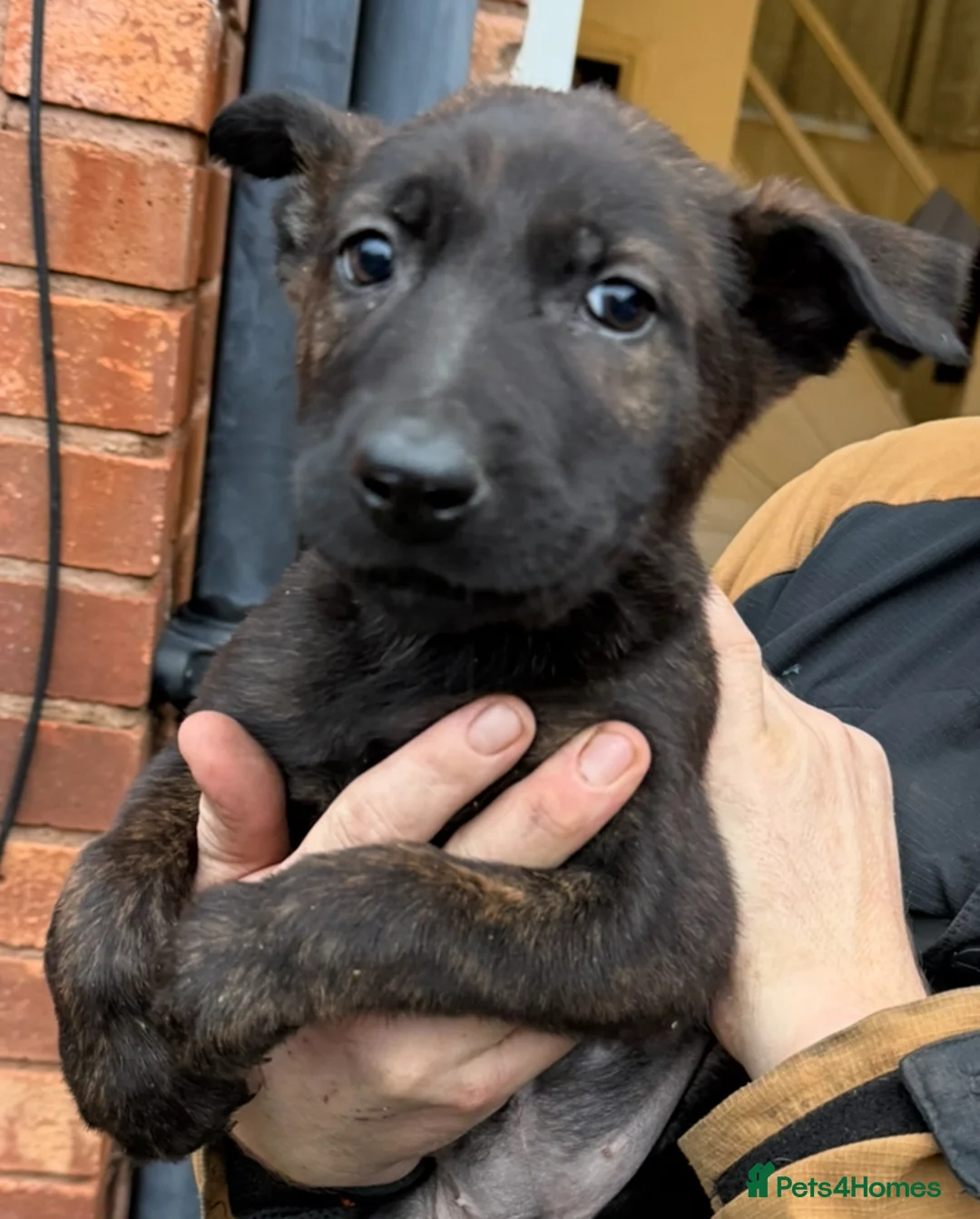 Belgian Shepherd Dog dogs for stud: Dutch herder shepherd for stud in Kidderminster - Advert 9