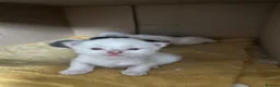 Ragdoll cats for sale: 4 males Kittens  in Altrincham - Advert 7