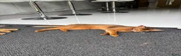 Abyssinian cats for sale: Beautiful abyssinian kittens - Advert 16