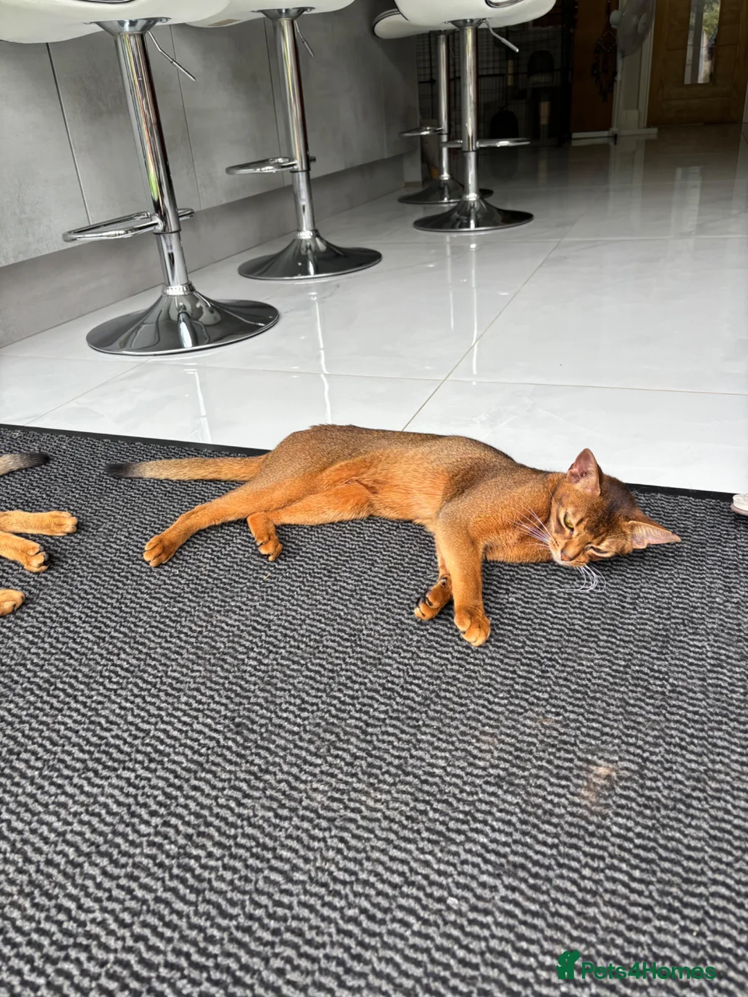 Abyssinian cats for sale: Beautiful abyssinian kittens - Advert 2