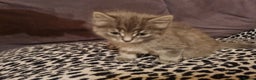 Mixed Breed cats for sale: Ghost tabby cats  - Advert 10