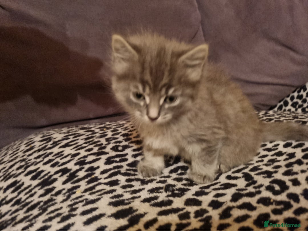 Mixed Breed cats for sale: Ghost tabby cats  - Advert 10