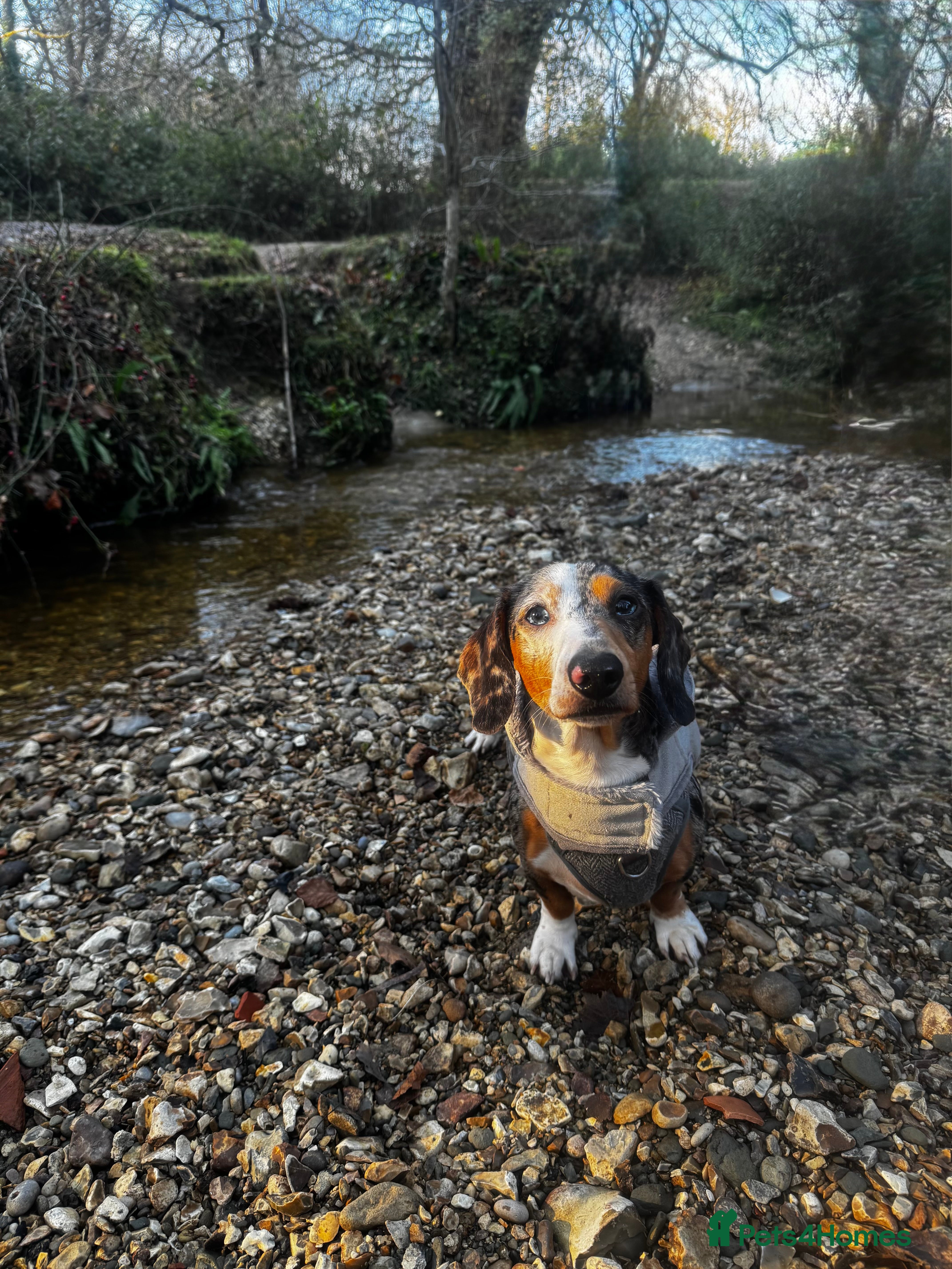 Miniature Dachshund dogs Miniature dachshund for stud  - Advert 1