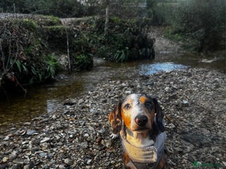 Miniature Dachshund dogs Miniature dachshund for stud - Advert 1