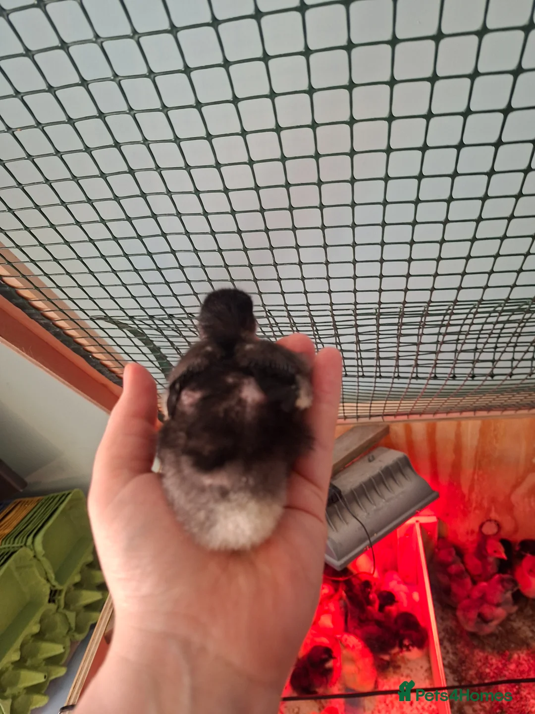 Chickens poultry for sale: Orphington chicks for sale  in Banbury - Advert 2