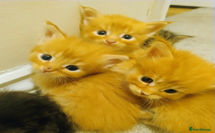 Maine Coon cats 5 beautiful full Maine Coon kittens for sale - Advert 11