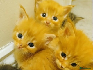 Maine Coon cats 5 beautiful full Maine Coon kittens for sale - Advert 2