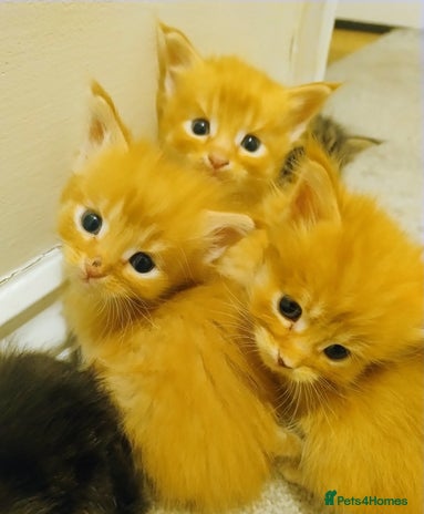 Maine Coon cats 5 beautiful full Maine Coon kittens for sale - Advert 11