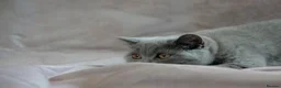British Shorthair cats for sale: Pedigree registered cuddly handbags. All 3 love 👏 - Advert 13