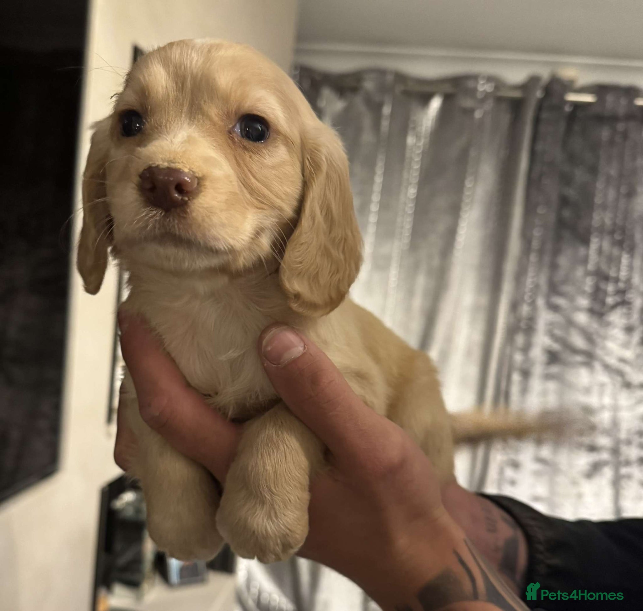 Cocker Spaniel dogs Working cocker spaniels - Advert 1