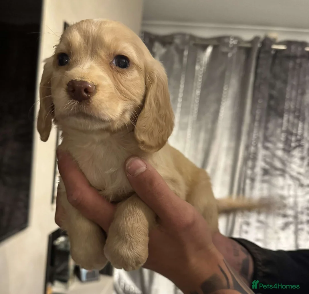 Cocker Spaniel dogs for sale: Working cocker spaniels - Advert 1