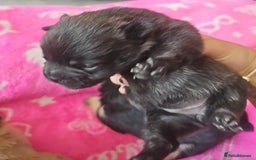 French Bulldog dogs for sale: Beautiful French Bulldogs  - Image 3