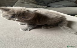 Mixed Breed cats for sale: Stunning kittens  - Image 3